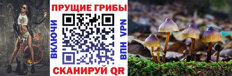 закладка  kraken   Галлюциногенные грибы Psilocybine cubensis  Куса 